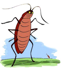 Remedios caseros para eliminar cucarachas