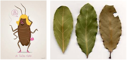 Remedio casero con laurel para cucarachas